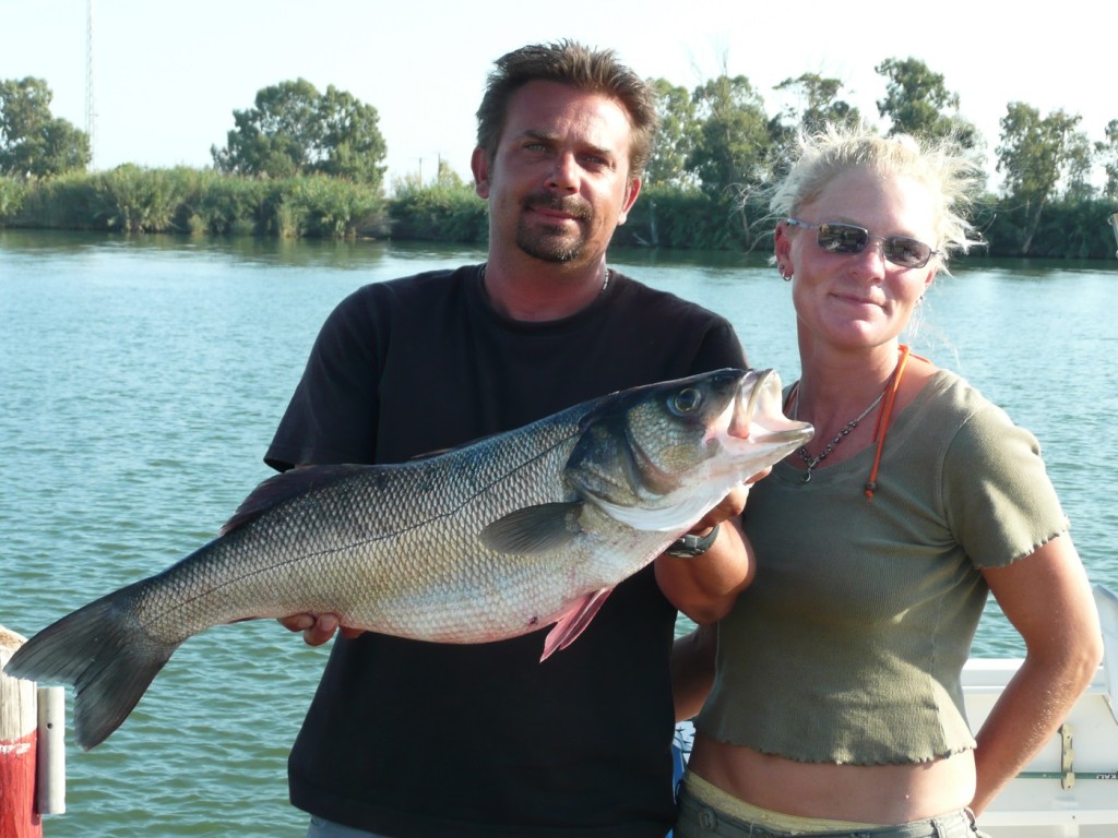Lubina pescada en el Delta del Ebro