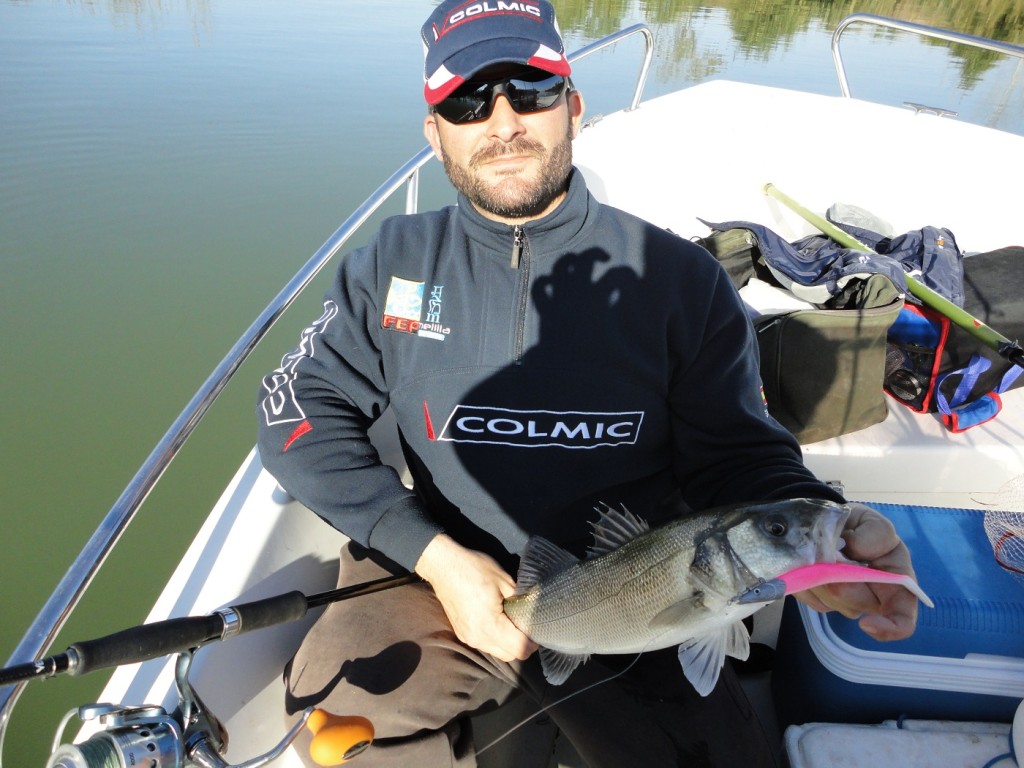 Lubina pescada a jigging con vinilo en el Delta del Ebro