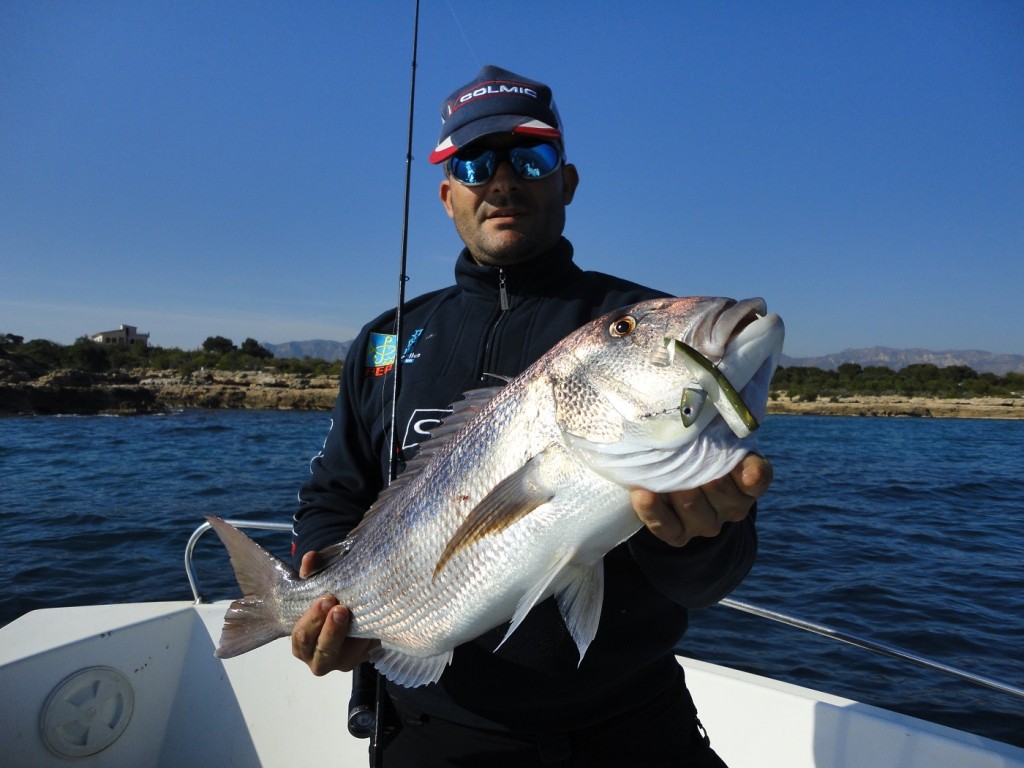 Dentón pescado con vinilo en el Delta del Ebro